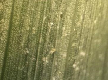 Two-Spotted Spider Mites Persist In Corn And Soybeans
